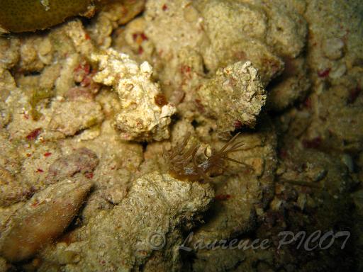 Phyllodesmium briarens.JPG